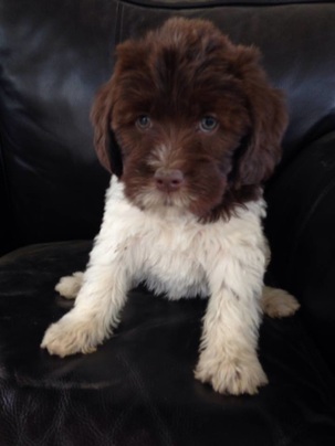 male brown and white parti labradoodle for sale california