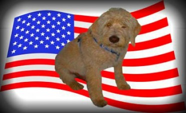 large standard cream labradoodle for sale in california california labradoodle breeder
