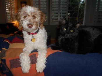 labradoodles and cats