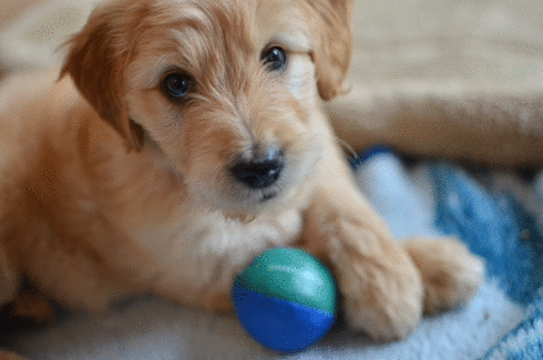 apricot labradoodle goldendoodle doubledoodle in california breeder