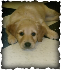cream goldendoodle puppy for sale in california