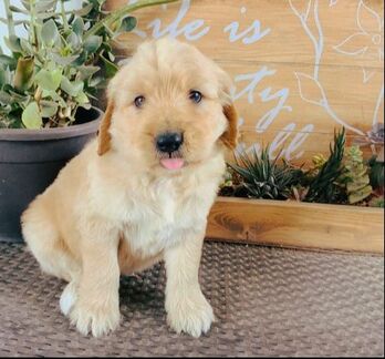 F1 Goldendoodle male puppy