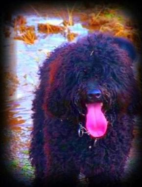 black standard labradoodle for sale in california by bias ranch in ca